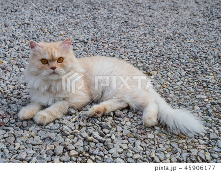 Beautiful cat of thailand Beautiful cat of thailand 45906177
