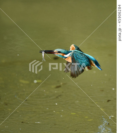 カワセミの捕食 45906284