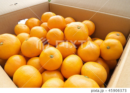産地直送箱入りみかん 45906373