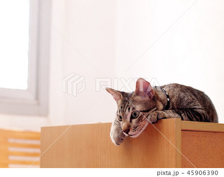 cute short hair young asian kitten grey and black  45906390