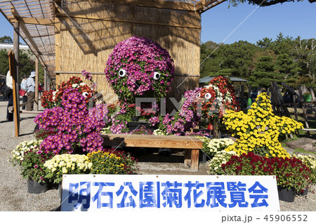 タコとカクレクマノミの菊人形 45906552