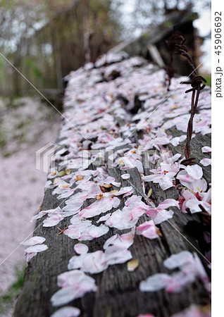 零れ桜 45906692