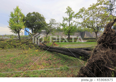 台風21号による倒木（ 大阪城公園 ） 45906975