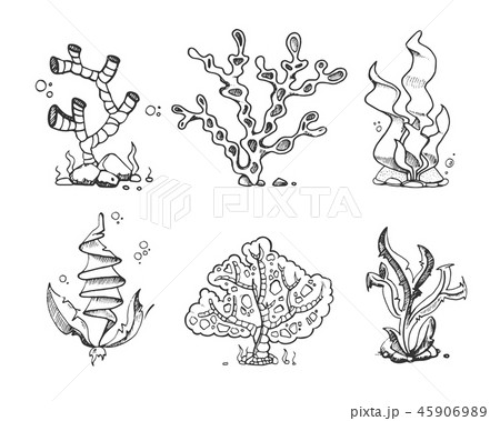 Marine seaweeds, sea flora, ocean plants in vintage hand drawn, doodle, sketch style stock vector 45906989