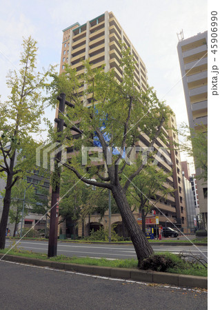 台風21号による倒木（ 大阪市西区 なにわ筋 ） 45906990