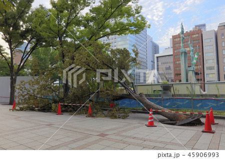 台風21号による倒木( 大阪市役所南東側 ) 台風21号による倒木( 大阪市役所南東側 ) 45906993