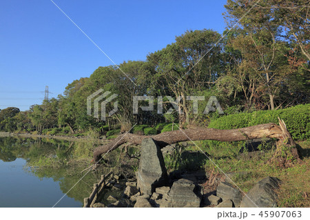 台風21号による倒木( 大阪 山田池公園 ) 台風21号による倒木( 大阪 山田池公園 ) 45907063