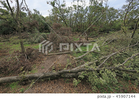 台風21号による倒木（ 大阪 大泉緑地 ） 45907144