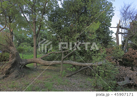 台風21号による倒木（ 大阪城公園 ）の写真素材 [45907171] - PIXTA