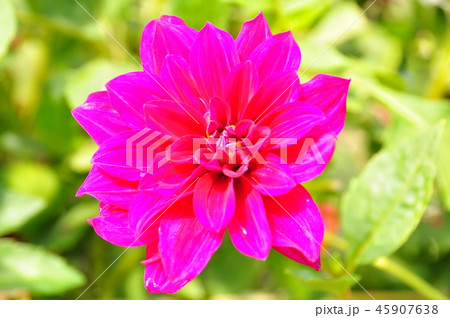 真紅の花ダリア 45907638