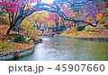悲願 紅葉 秋 45907660