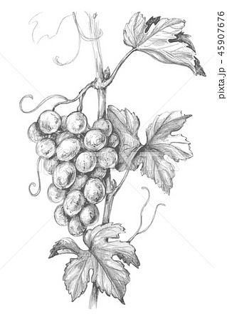 Drawing grapes Royalty Free Vector Image  VectorStock