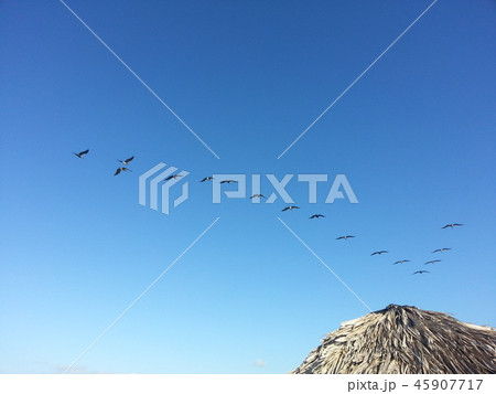 渡り鳥 キューバの 45907717