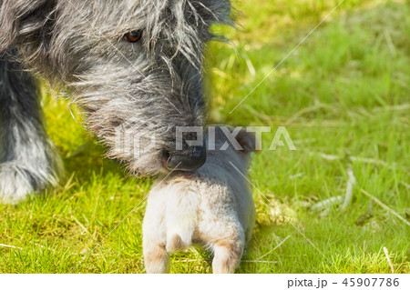 Big dog - Irish Wolfhound sniffs a little puppy 45907786
