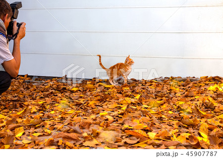 Kitten on autumn leaves, which a person photographs on a digital Kitten on autumn leaves, which a person photographs on a digital 45907787