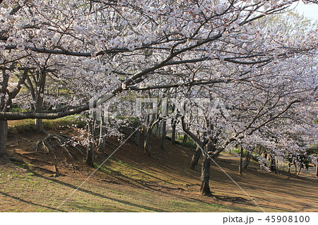 桜 *** さくら サクラ SAKURA *** 桜 *** さくら サクラ SAKURA *** 45908100