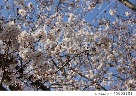 桜　＊＊＊　さくら　サクラ　SAKURA　＊＊＊ 45908101