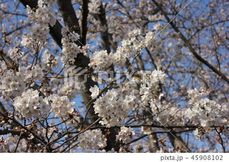 桜　＊＊＊　さくら　サクラ　SAKURA　＊＊＊ 45908102