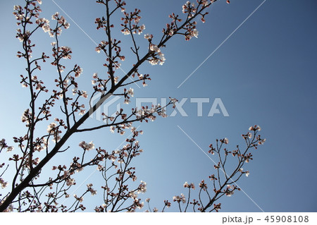 桜　＊＊＊　さくら　サクラ　SAKURA　＊＊＊ 45908108
