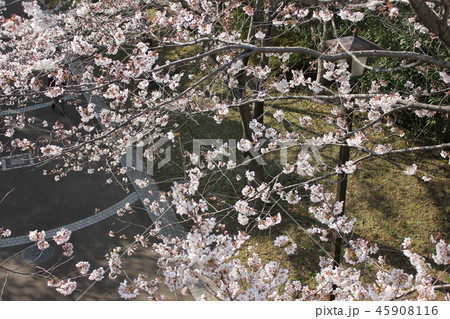 桜　＊＊＊　さくら　サクラ　SAKURA　＊＊＊ 45908116