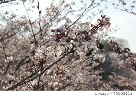 桜　＊＊＊　さくら　サクラ　SAKURA　＊＊＊ 45908118