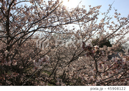 桜 *** さくら サクラ SAKURA *** 桜 *** さくら サクラ SAKURA *** 45908122