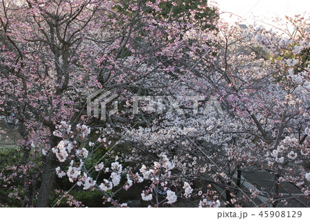 桜 *** さくら サクラ SAKURA *** 桜 *** さくら サクラ SAKURA *** 45908129