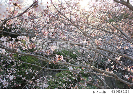 桜　＊＊＊　さくら　サクラ　SAKURA　＊＊＊ 45908132