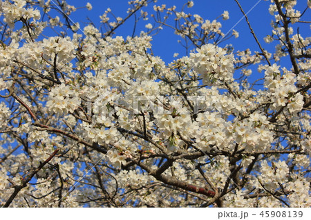 桜 *** さくら サクラ SAKURA *** 桜 *** さくら サクラ SAKURA *** 45908139