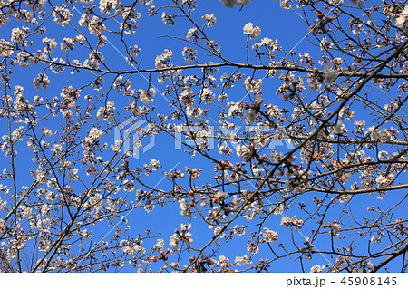 桜　＊＊＊　さくら　サクラ　SAKURA　＊＊＊ 45908145