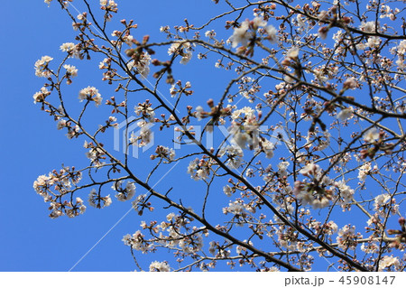 桜　＊＊＊　さくら　サクラ　SAKURA　＊＊＊ 45908147