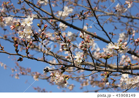 桜　＊＊＊　さくら　サクラ　SAKURA　＊＊＊ 45908149