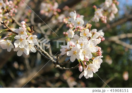 桜　＊＊＊　さくら　サクラ　SAKURA　＊＊＊ 45908151
