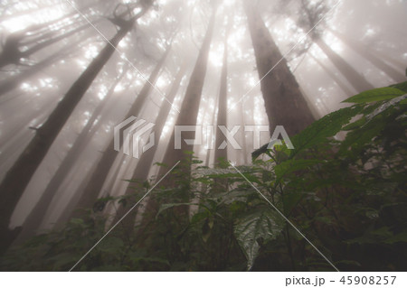 台湾 阿里山 景色 45908257