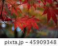 紅葉 45909348