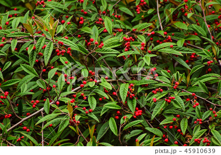 Autumn berries texture Autumn berries texture 45910639