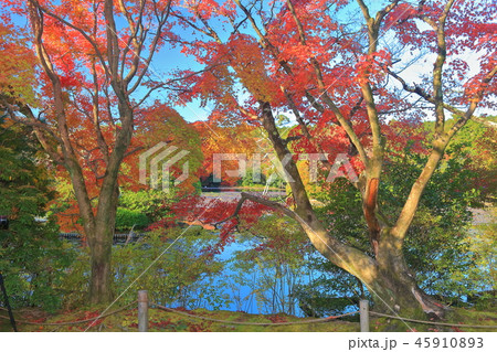龍安寺　鏡容池の紅葉 45910893