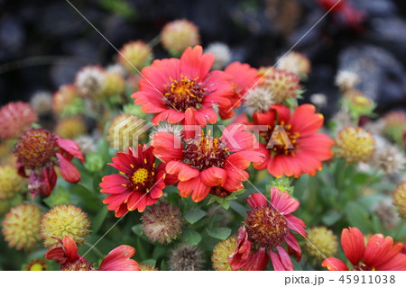 ガイラルディア アリゾナ レッドシェード ガイラルディア アリゾナ レッドシェード 45911038