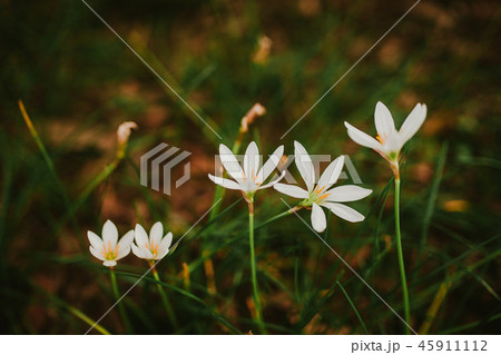 White crocus flowers in the bushes White crocus flowers in the bushes 45911112