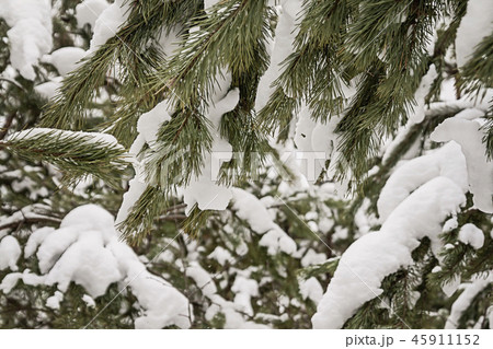 green fir strewn with thick snow 45911152