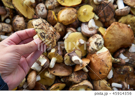 Background of wild mushrooms Boletus luteus 45914356