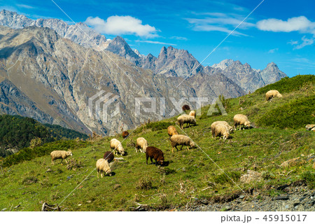 goats and sheep grazing on Hill 45915017