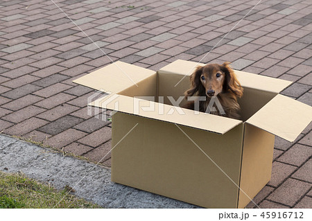 捨て犬 ミニチュアダックスフンド 捨て犬 ミニチュアダックスフンド 45916712