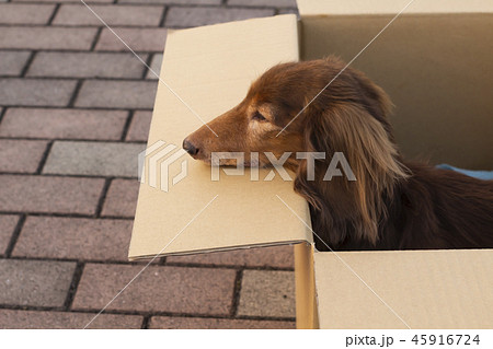 捨て犬 ミニチュアダックスフンド 捨て犬 ミニチュアダックスフンド 45916724