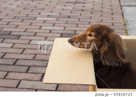 捨て犬　ミニチュアダックスフンド 45916725
