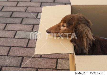 捨て犬 ミニチュアダックスフンド 捨て犬 ミニチュアダックスフンド 45916728