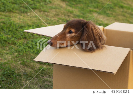 捨て犬　ミニチュアダックスフンド 45916821