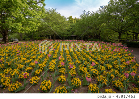 大宮花の丘農林公苑 春 さいたま市 大宮花の丘農林公苑 春 さいたま市 45917463