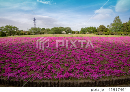 大宮花の丘農林公苑 春 さいたま市 大宮花の丘農林公苑 春 さいたま市 45917464