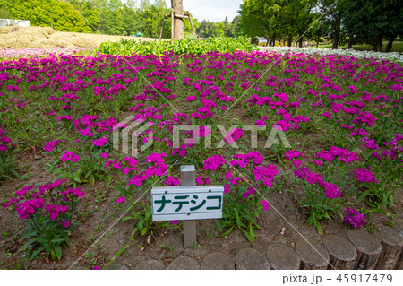 大宮花の丘農林公苑 春 さいたま市 大宮花の丘農林公苑 春 さいたま市 45917479